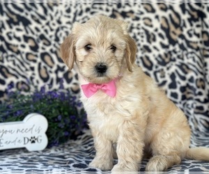 Goldendoodle (Miniature) Puppy for sale in LANCASTER, PA, USA