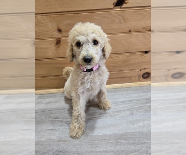 Medium Photo #1 Poodle (Standard) Puppy For Sale in WILLIAMSTOWN, KY, USA