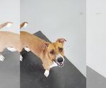 Small #7 Basset Hound Mix