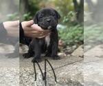 Small Cane Corso