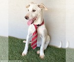 Small #2 Labrador Retriever Mix