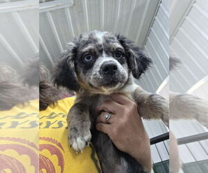 Australian Shepherd Dogs for adoption in Osgood, IN, USA