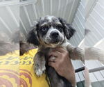 Small Australian Shepherd