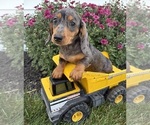 Small #1 Dachshund