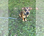 Small #8 Labrador Retriever Mix