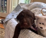 Puppy Winston Miniature Labradoodle