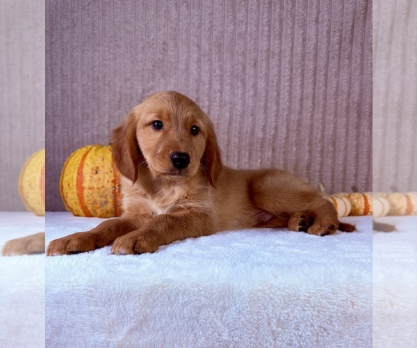 Medium Photo #3 Golden Retriever Puppy For Sale in INDIANAPOLIS, IN, USA