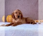 Shetar - Female Golden Retriever Puppy for Sale - Photo #3