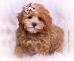 Small #1 Maltipoo (Toy)