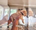 Small #8 Golden Pyrenees-Golden Retriever Mix