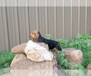 Bloodhound Puppy for sale in COMMERCE, TX, USA