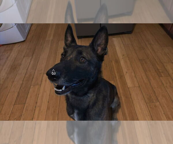 Medium Photo #2 Mutt Puppy For Sale in Imlay City, MI, USA