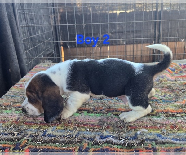 Medium Photo #1 Basset Hound Puppy For Sale in TOPPENISH, WA, USA