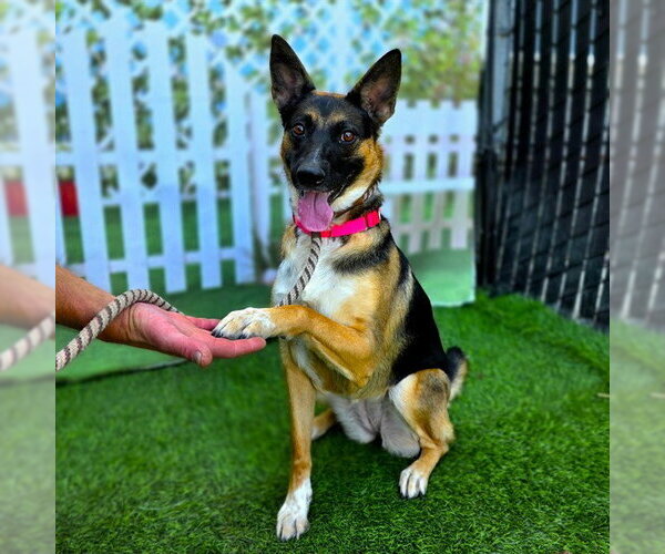 Medium Photo #3 German Shepherd Dog Puppy For Sale in Long Beach, CA, USA