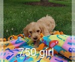 Small Photo #7 Goldendoodle (Miniature) Puppy For Sale in CLARE, IL, USA
