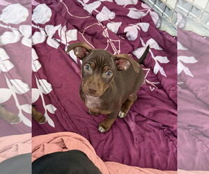 Doxie-Pin Dogs for adoption in Chico, CA, USA
