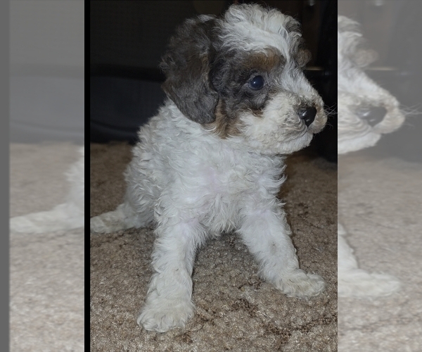 Medium Photo #5 Poodle (Toy) Puppy For Sale in DYERSBURG, TN, USA
