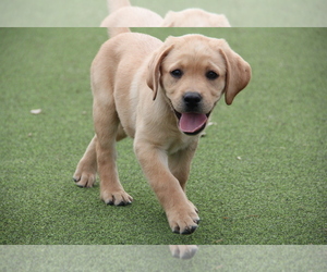 Labrador Retriever Puppy for sale in LAS VEGAS, NV, USA