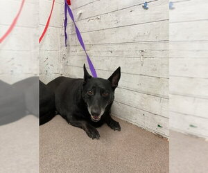 Cardigan Welsh Corgi Dogs for adoption in San Bernardino, CA, USA