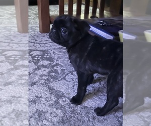 Pug Puppy for sale in WINTERSET, IA, USA