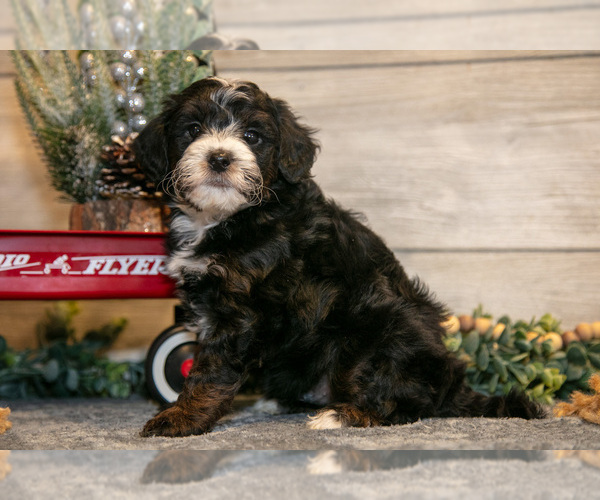 Medium Photo #6 Goldendoodle (Miniature) Puppy For Sale in MIDDLEBURY, IN, USA