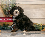 Small Photo #6 Goldendoodle (Miniature) Puppy For Sale in MIDDLEBURY, IN, USA