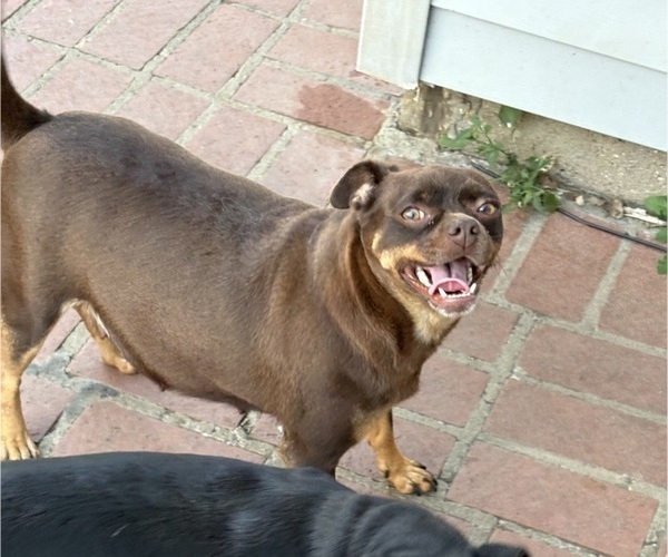 Medium Photo #1 Carlin Pinscher Puppy For Sale in COBB, WI, USA