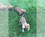 Small Photo #6 Boxer Puppy For Sale in APPLE CREEK, OH, USA