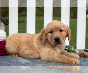 Medium Golden Retriever