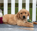 Puppy Ryker Golden Retriever