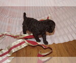 Small Photo #4 Labradoodle Puppy For Sale in GALION, OH, USA