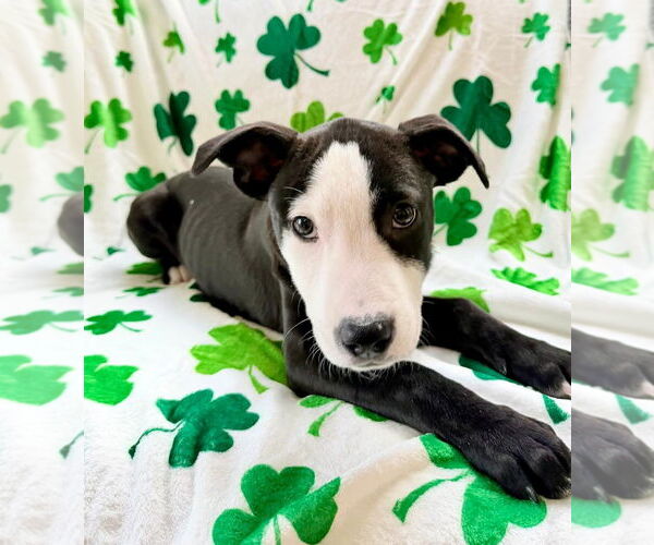 Medium Photo #3 Mutt Puppy For Sale in Plainfield, IL, USA