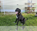 Small #3 Labrador Retriever Mix