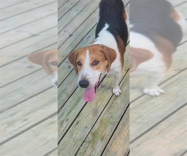 Medium Photo #27 Mutt Puppy For Sale in Murfreesboro, NC, USA