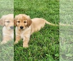 Small #7 Golden Retriever