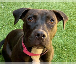 Mutt Dogs for adoption in Moreno Valley, CA, USA