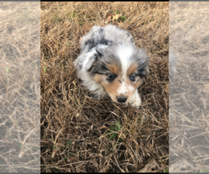 Australian Shepherd Puppy for sale in BLAND, MO, USA
