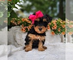 Small #2 Yorkshire Terrier