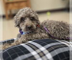 Small #14 Poodle (Miniature) Mix