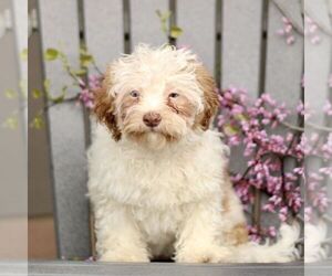 ShihPoo Puppy for sale in GORDONVILLE, PA, USA