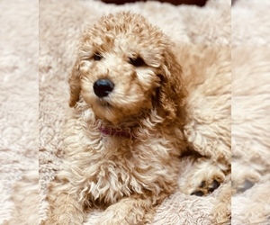 Poodle (Standard) Puppy for sale in DOOLIE, NC, USA