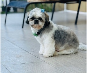Mother of the Shih Tzu puppies born on 01/22/2025