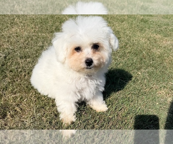 Medium Photo #9 Bichon Frise Puppy For Sale in PELZER, SC, USA