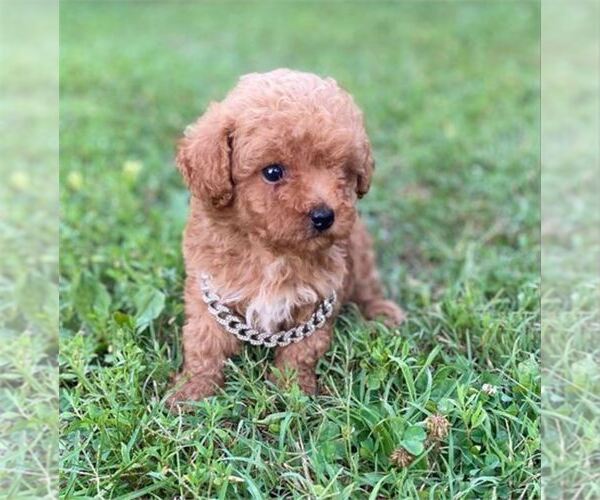 Medium Photo #10 Poodle (Toy) Puppy For Sale in THONOTOSASSA, FL, USA