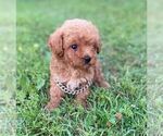 Small #1 Poodle (Toy)