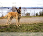 Small #4 German Shepherd Dog Mix
