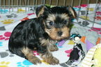 Small #3 Yorkshire Terrier