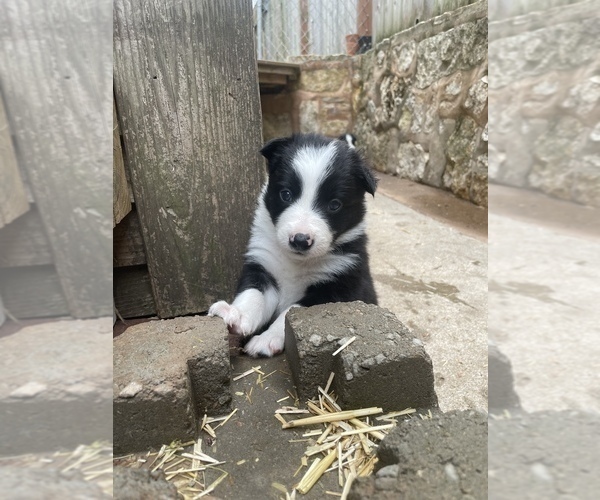 Medium Photo #5 Border Collie Puppy For Sale in KANSAS CITY, MO, USA