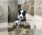 Small Photo #42 Border Collie Puppy For Sale in KANSAS CITY, MO, USA