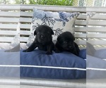 Small #8 Labrador Retriever